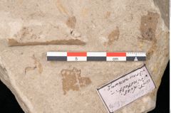 Foto (Detailansicht) von Taeniopteris vittata (NHMW-GEO-2024-0188-10568)